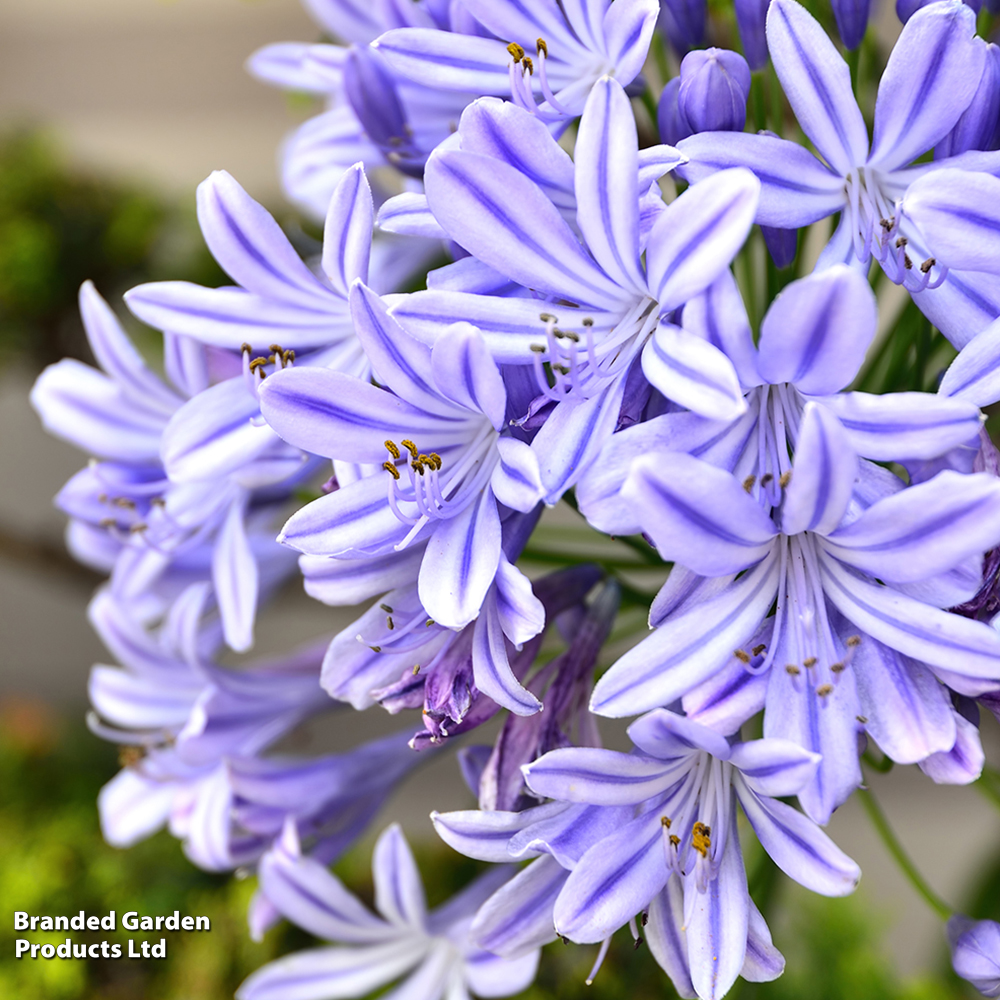 Agapanthus 'Donau' image