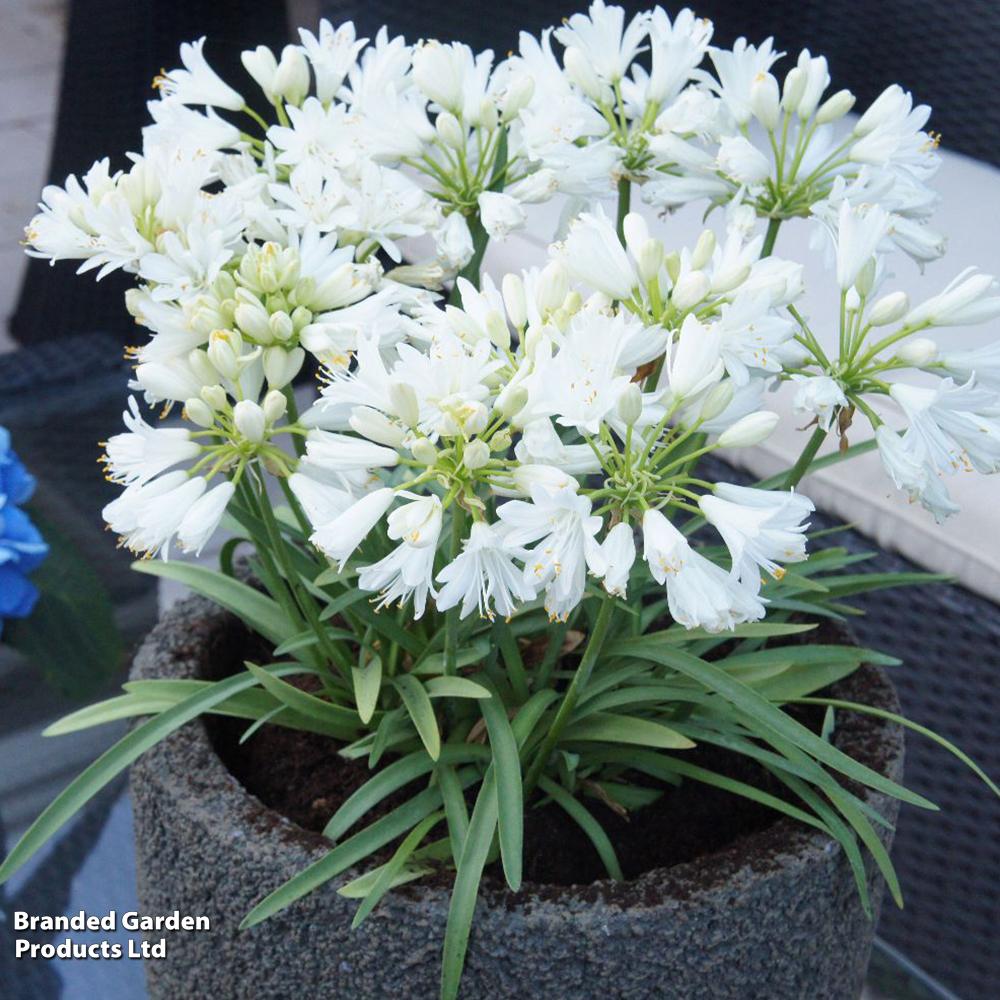 Agapanthus 'Double Diamond' image