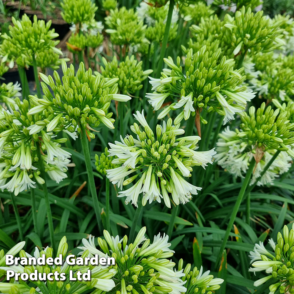 Agapanthus 'Emerald Ice' image