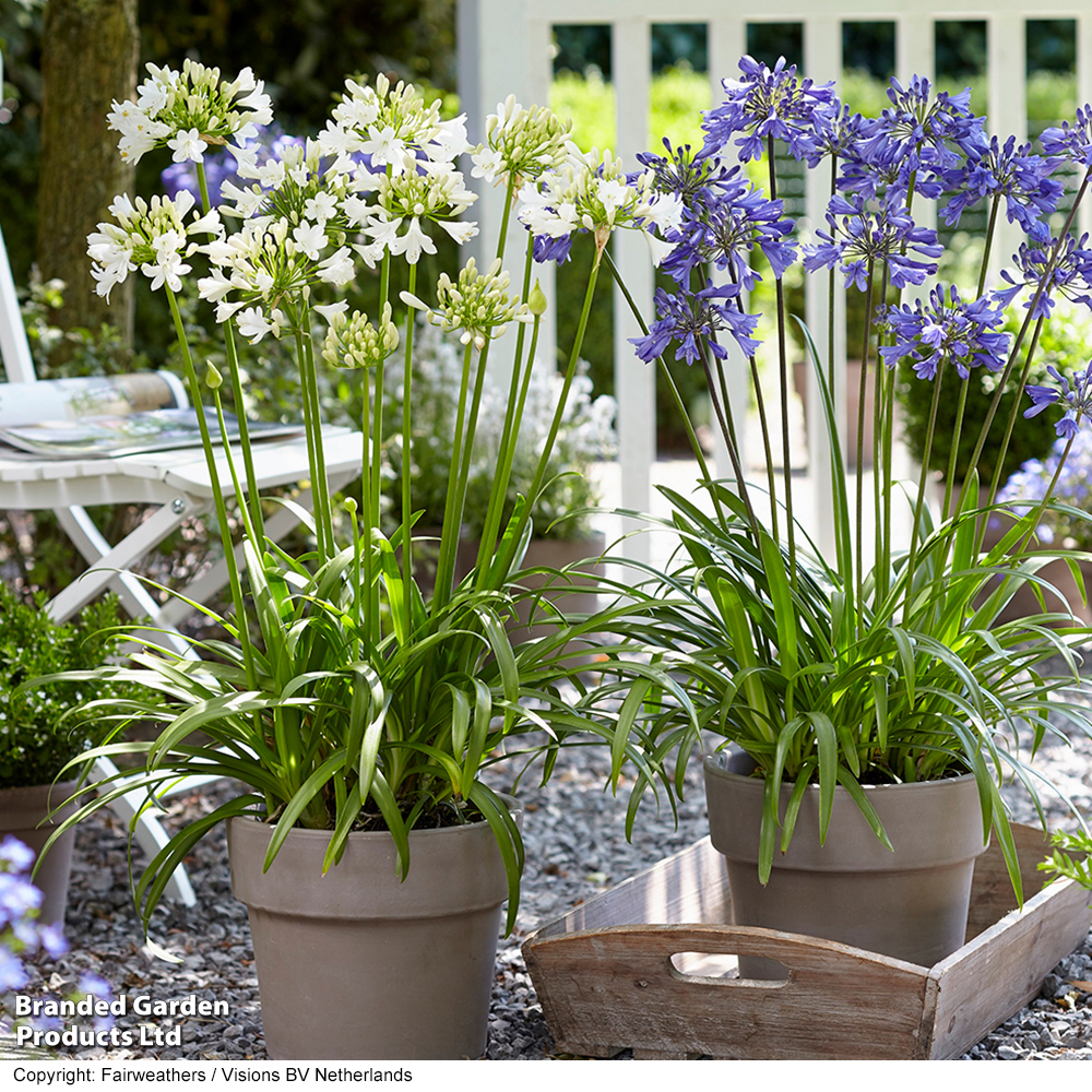 Agapanthus 'Ever' Duo image