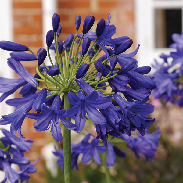 Agapanthus 'Flower of Love' image