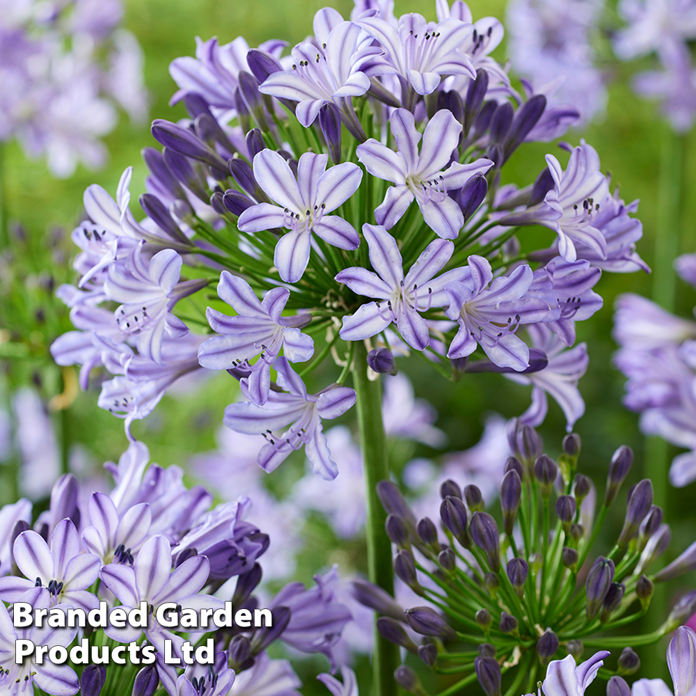 Agapanthus 'Poppin' Star' image