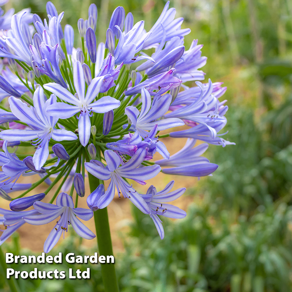 Agapanthus Plants