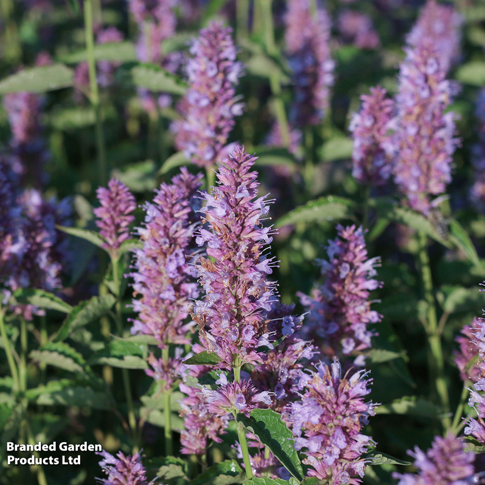 Agastache 'Beelicious Purple' image