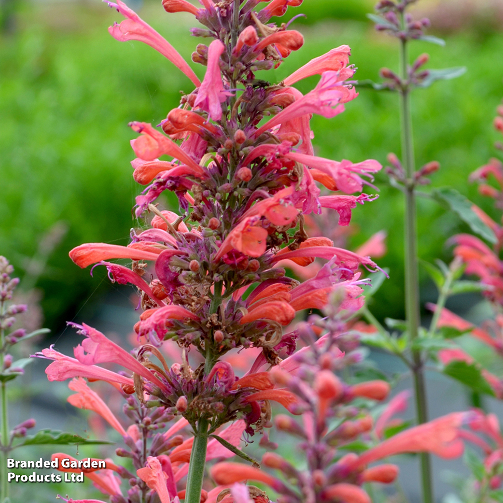 Agastache 'Kudos Coral' image