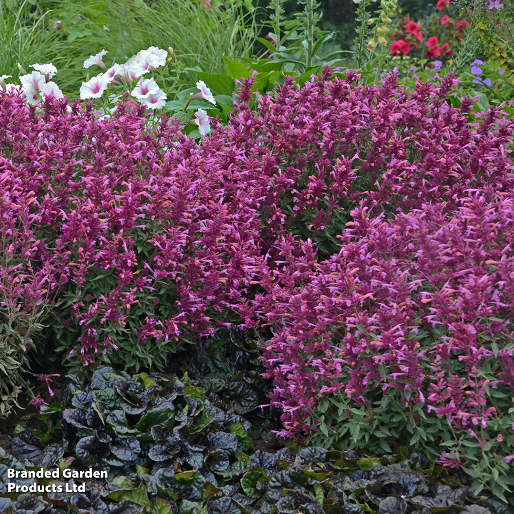 Agastache rupestris 'Rosie Posie' image