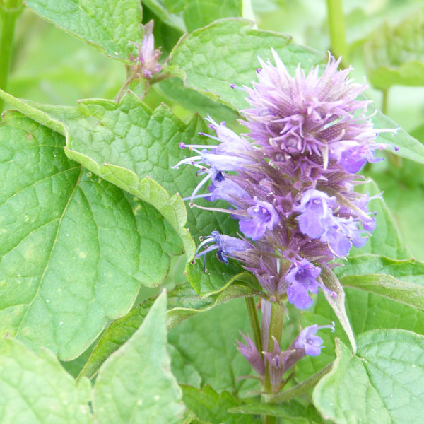 Agastache rugosa image