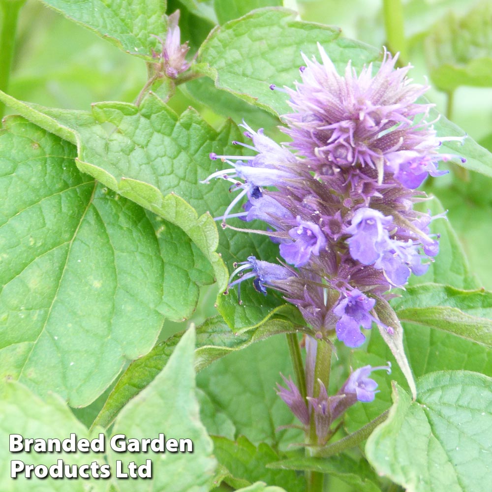 Agastache rugosa | Dobies