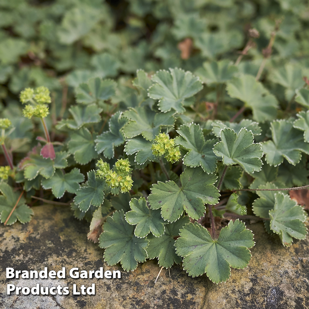 Alchemilla erythropoda image