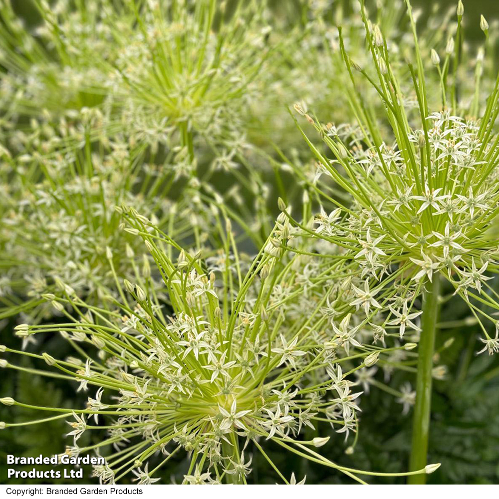 Allium schubertii 'Arctic Snow' image