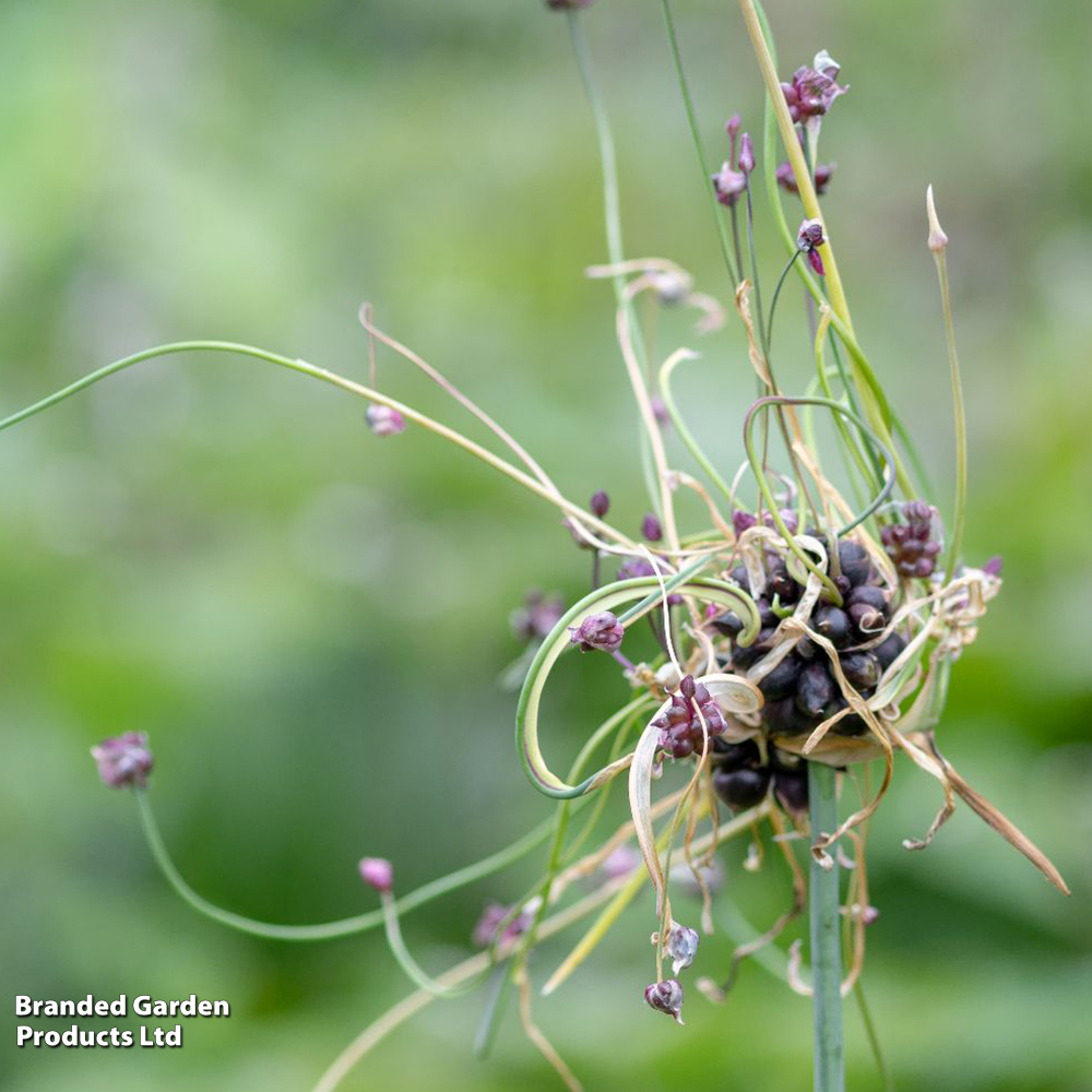 Allium scorodoprasum 'Art' image