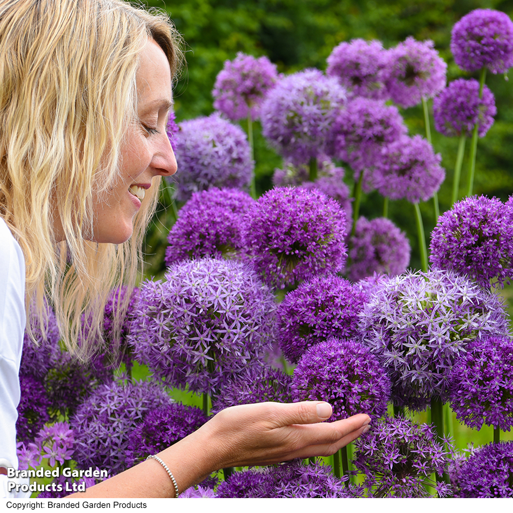 Allium Cut Flower Collection image