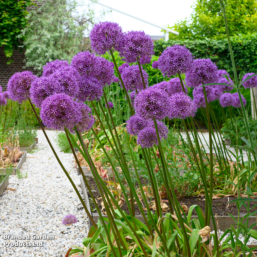 Allium 'Globemaster' image