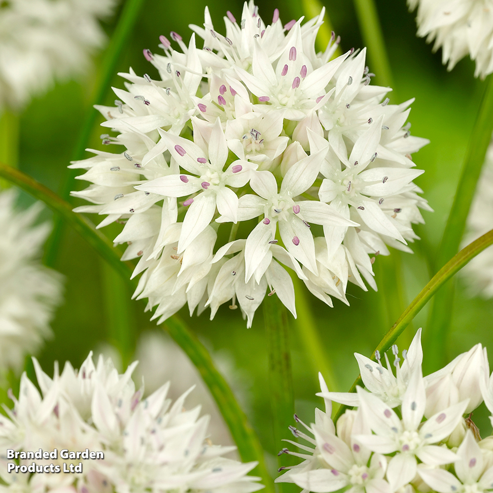 Allium amplectens 'Graceful Beauty' image