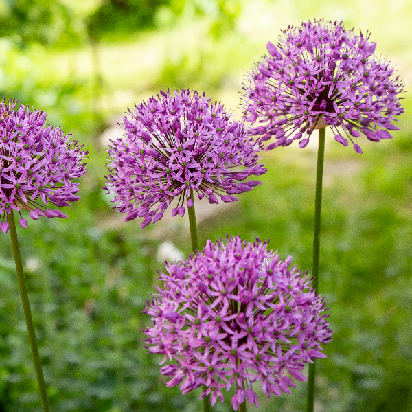 Allium carolinianum 'Rosy Dream' image