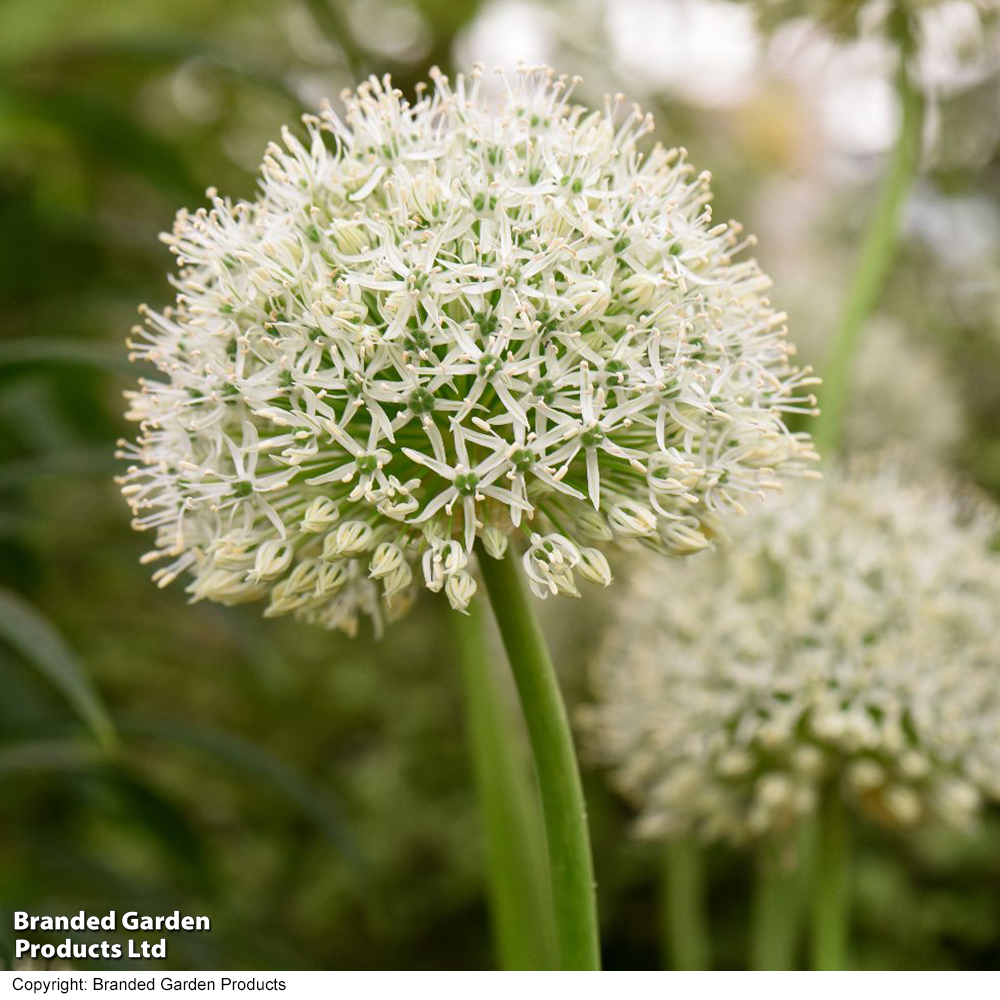 Allium stipitatum 'White Giant' image