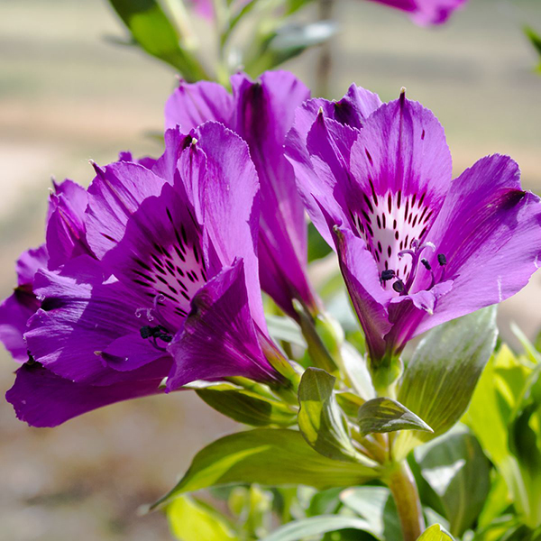 Alstroemeria 'Butterfly Hybrids' image