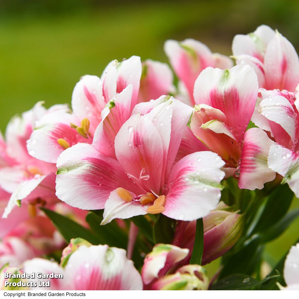 Alstroemeria 'Inticancha Maya Pink Blush' image