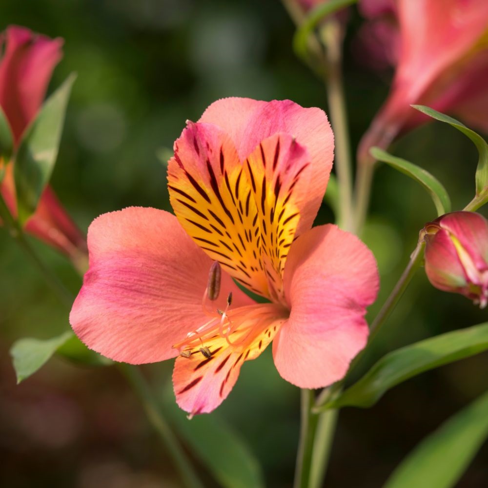 Alstroemeria 'Malaga Valley' image