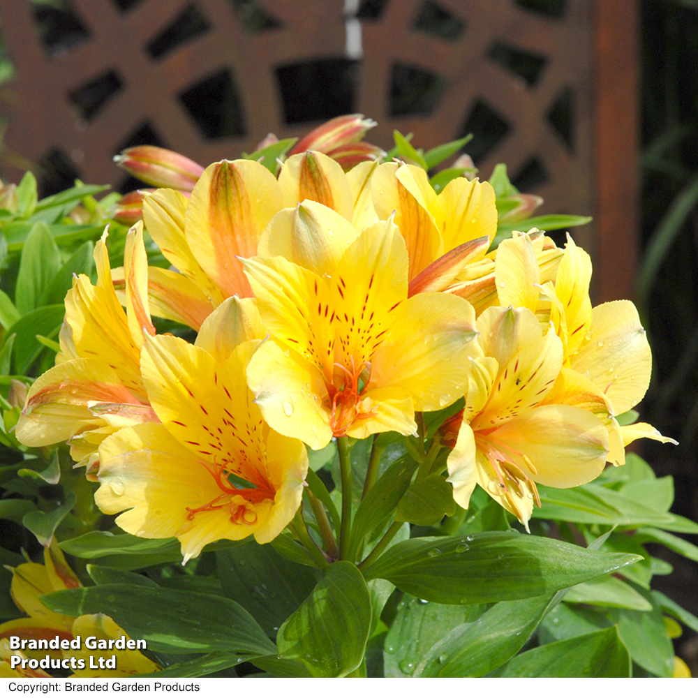 Alstroemeria 'Spring Valley' (Summer Paradise Series) image