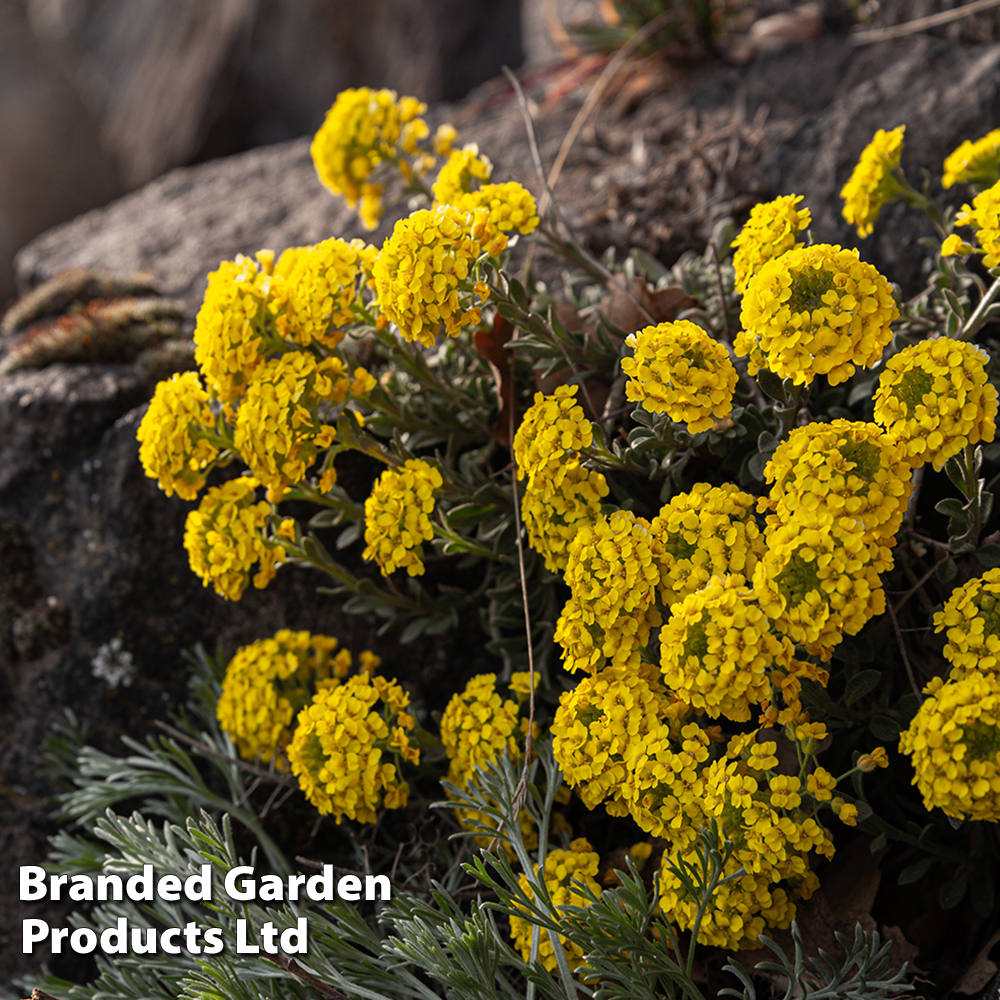 Alyssum montanum 'Mountain Gold' image