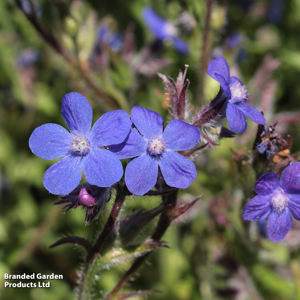 Anchusa azurea 'Feltham Pride' image