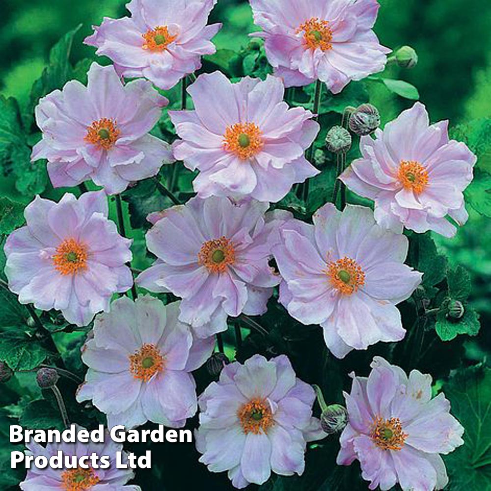 Anemone hybrida 'Queen Charlotte' image