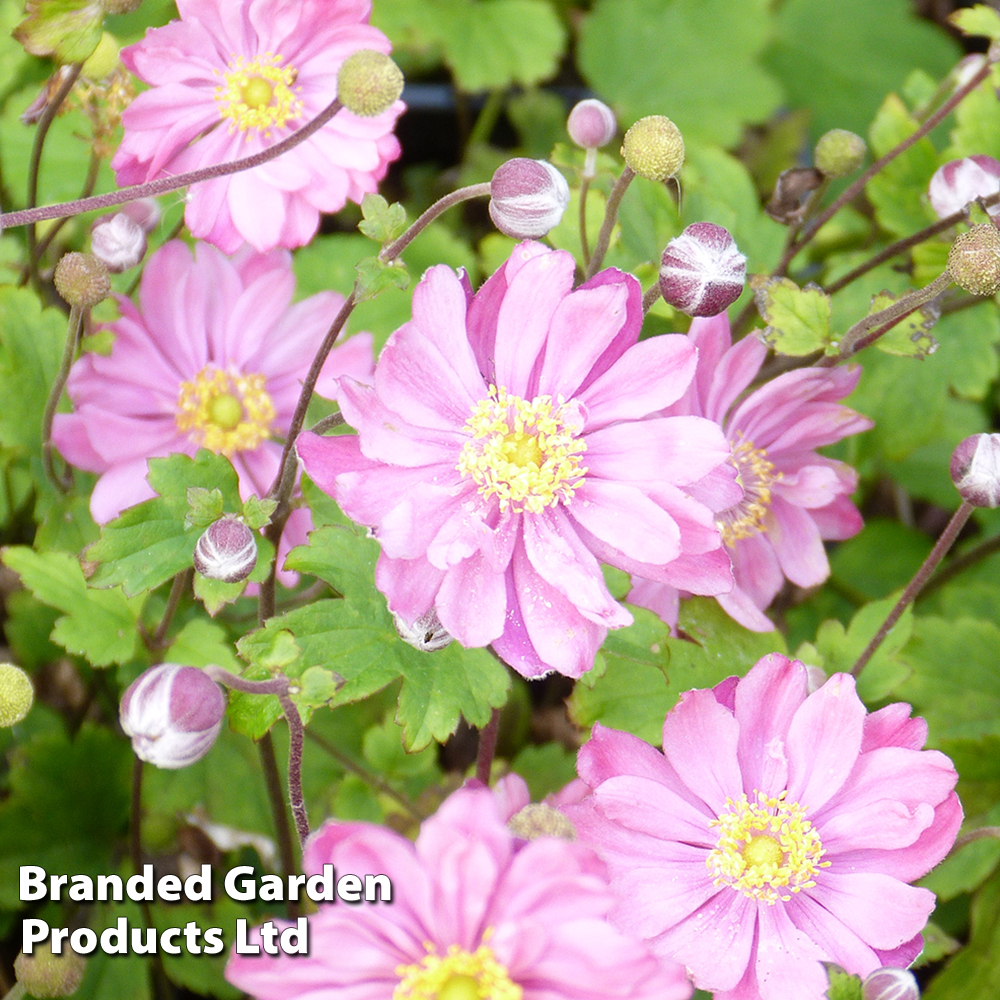 Anemone hupehensis var. japonica 'Pamina' image