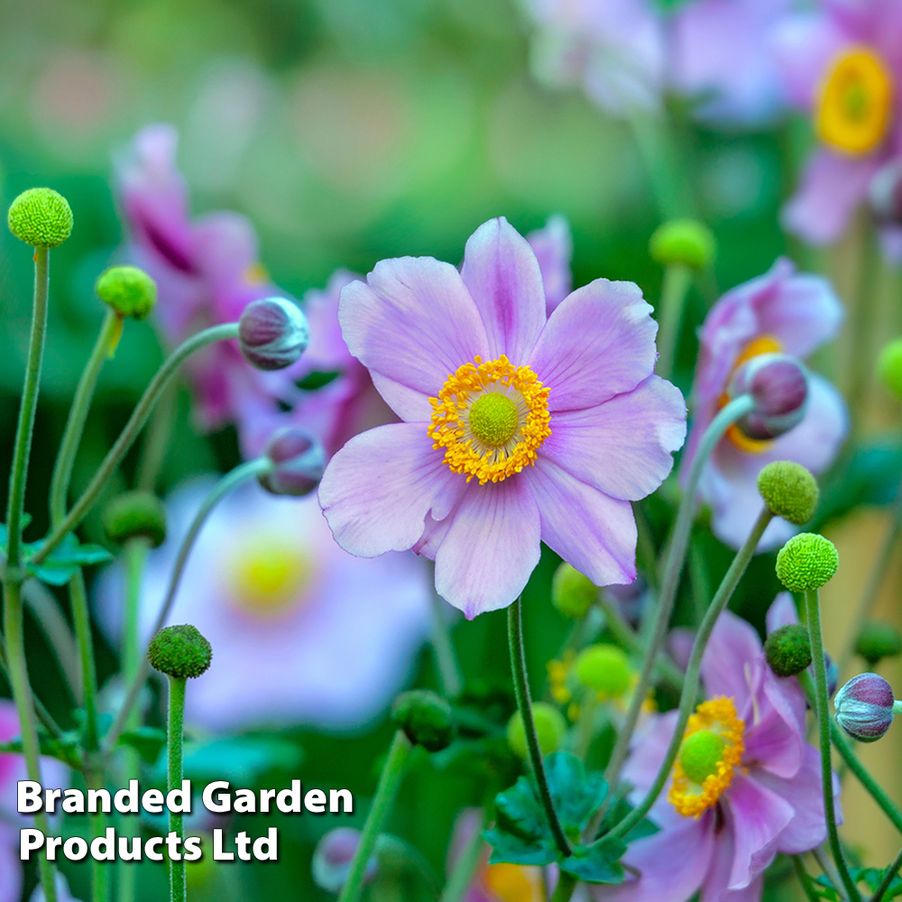 Anemone hupehensis 'Praecox' image