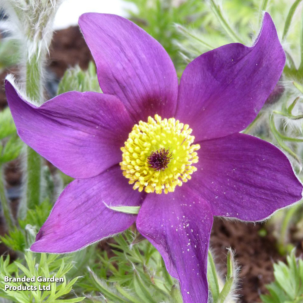 Pulsatilla vulgaris image