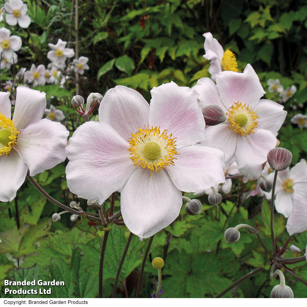 Anemone x hybrida 'September Charm' image