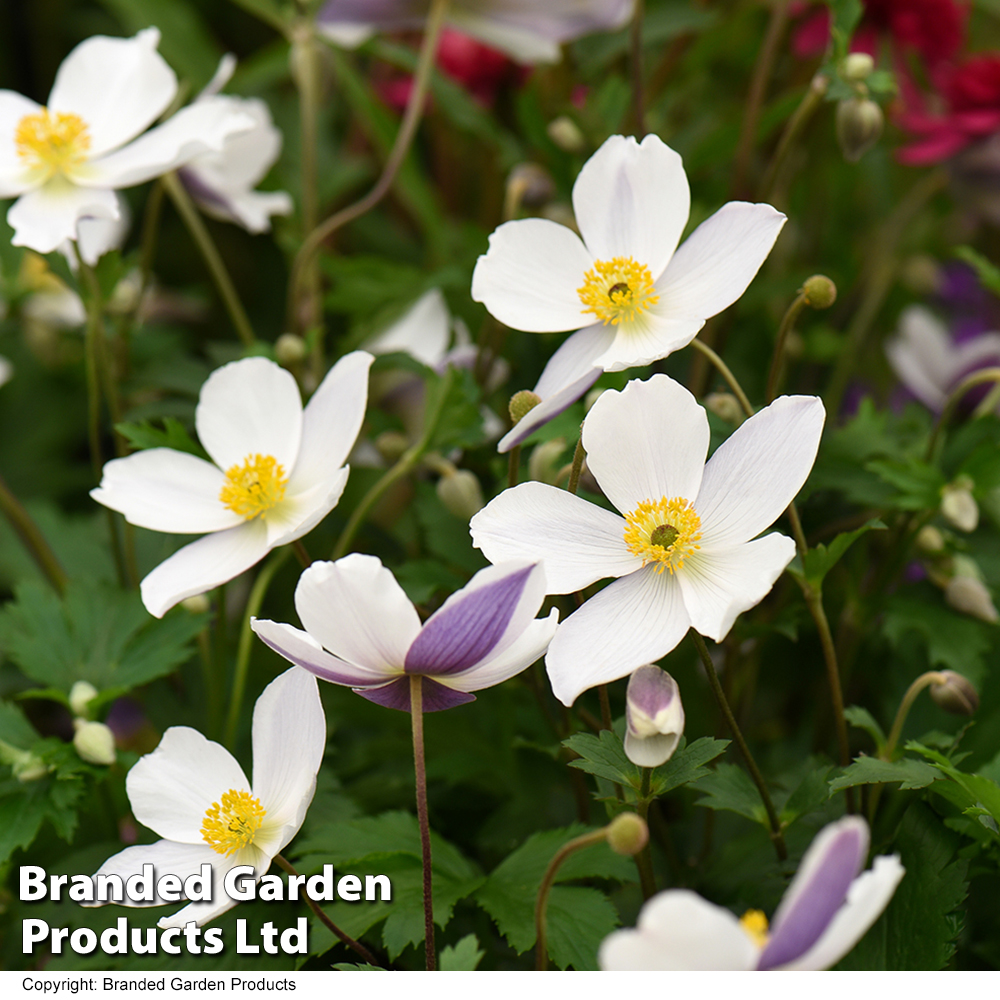 Anemone 'Wild Swan' image