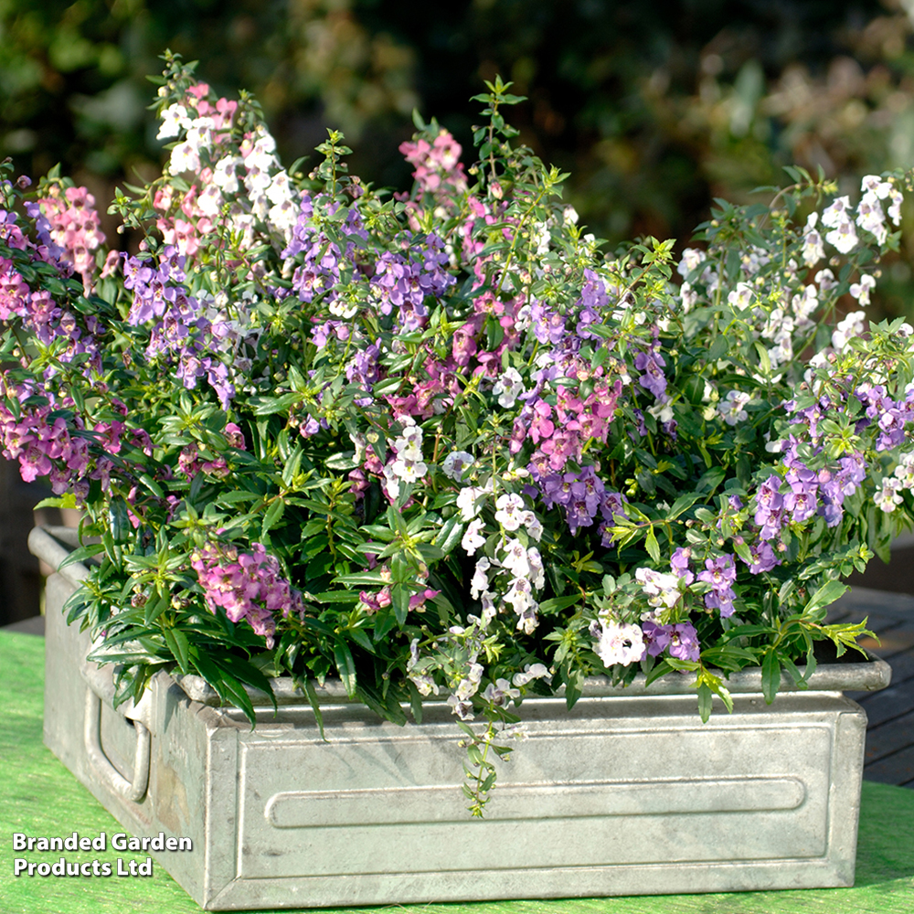 Angelonia 'Serena Mix' image