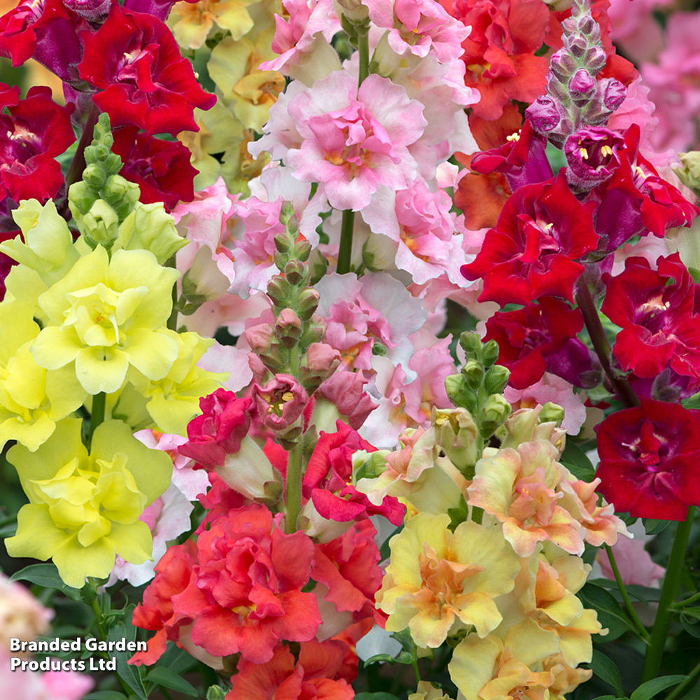 Antirrhinum 'Double Shot Mixed' image