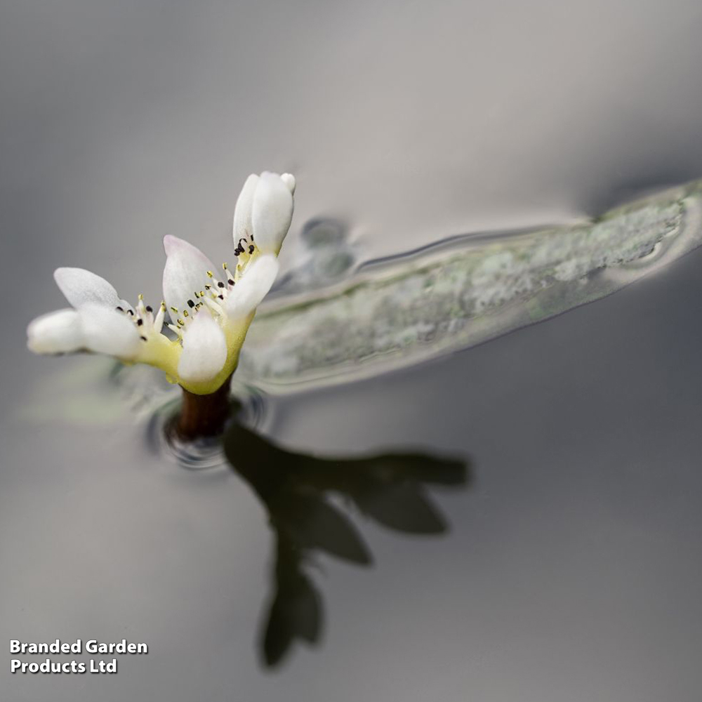 Aponogeton distachyos (Deep Water Aquatic) image