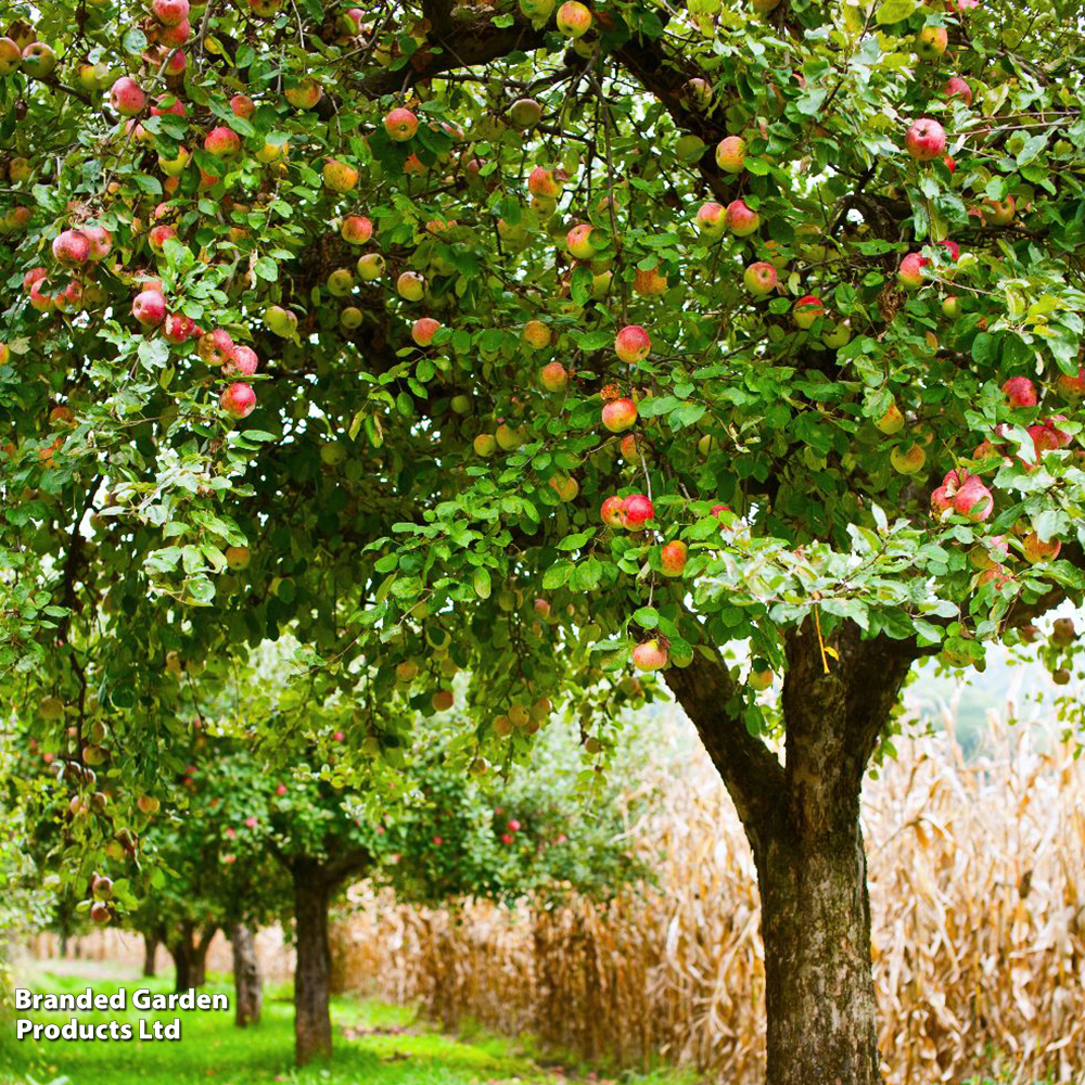 Apple 'Blenheim Orange' image