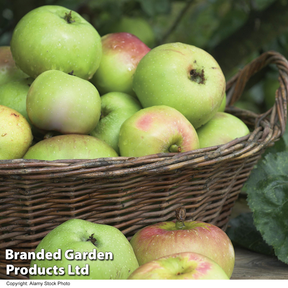 Apple 'Bramley's Seedling' image