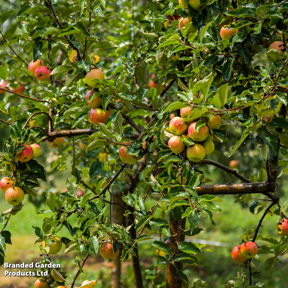 Apple 'Christmas Pippin' image