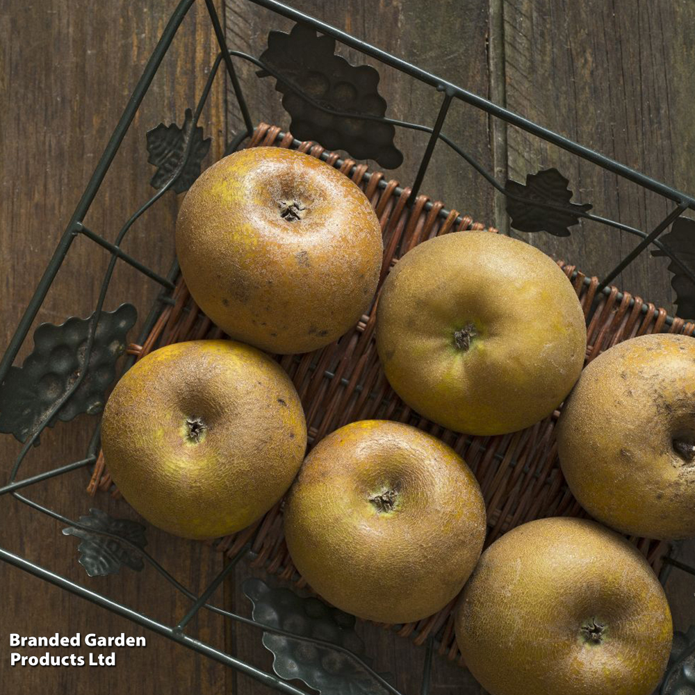 Apple 'Egremont Russet' image