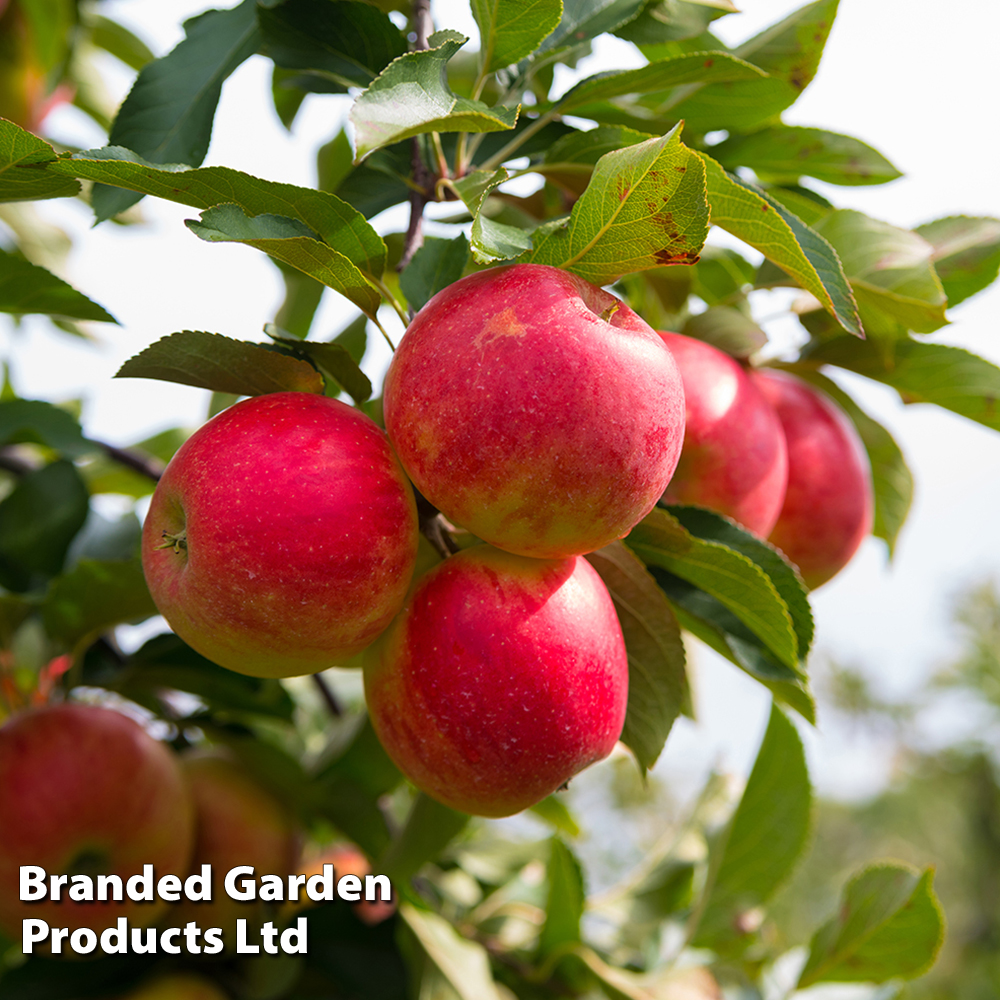 Apple 'Wonder Tree Elstar' (Patio Apple) image