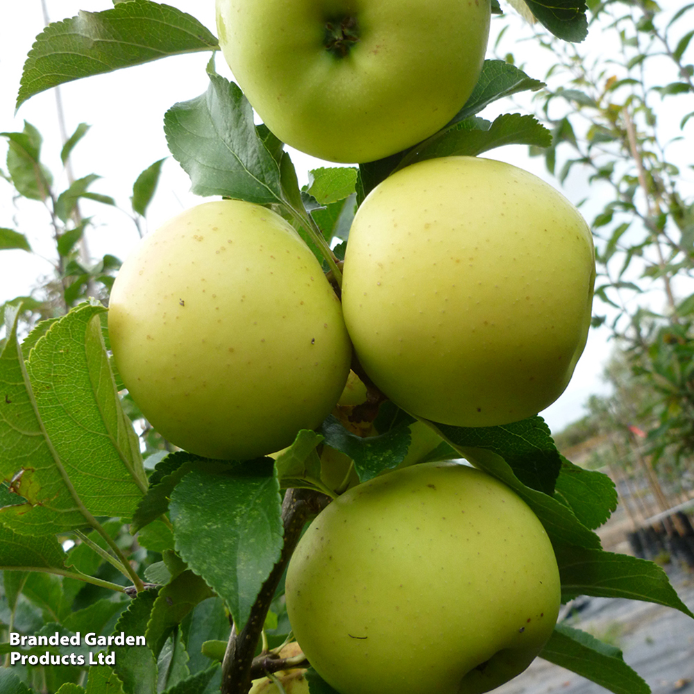 Apple 'Greensleeves' image