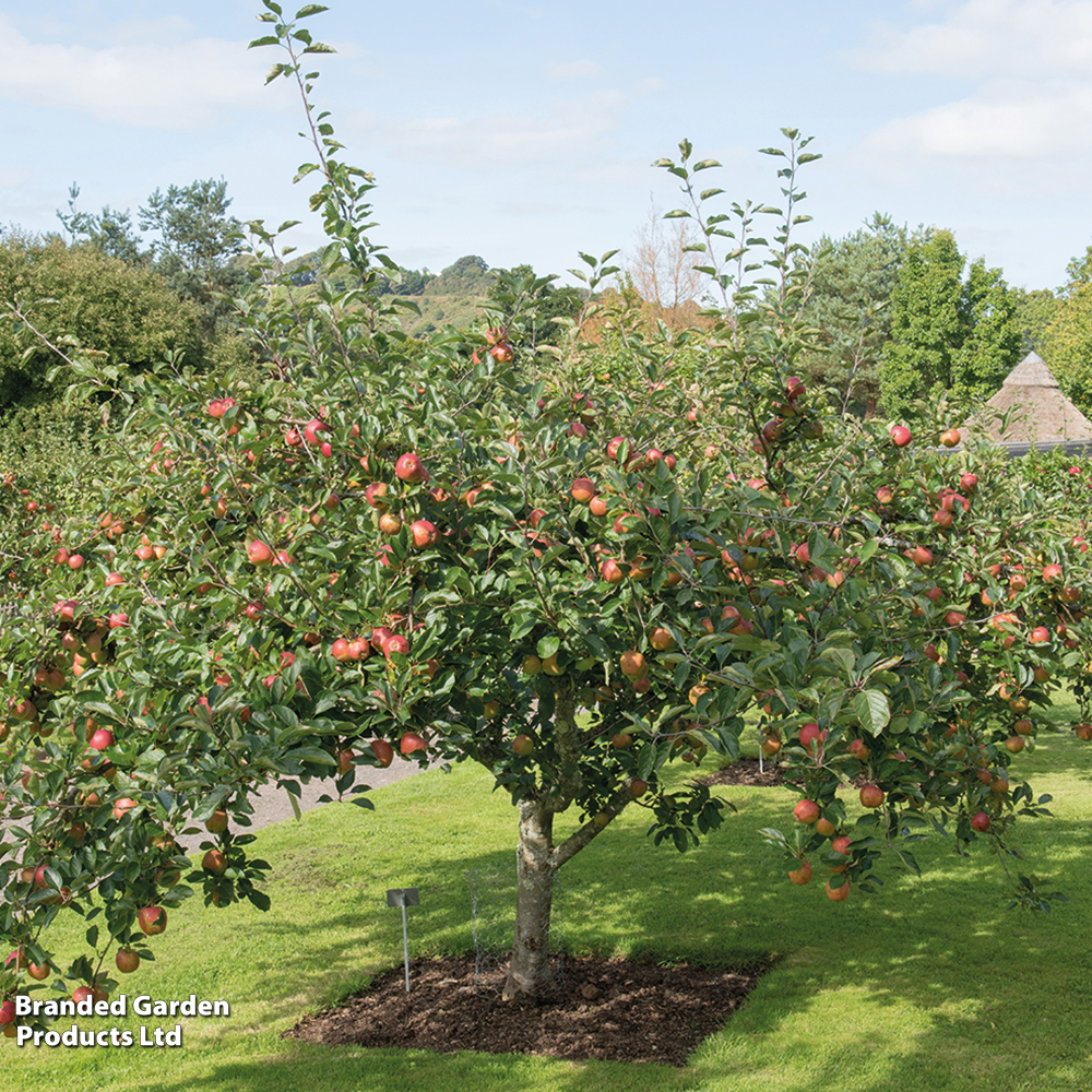 Apple 'Kidd's Orange Red' image