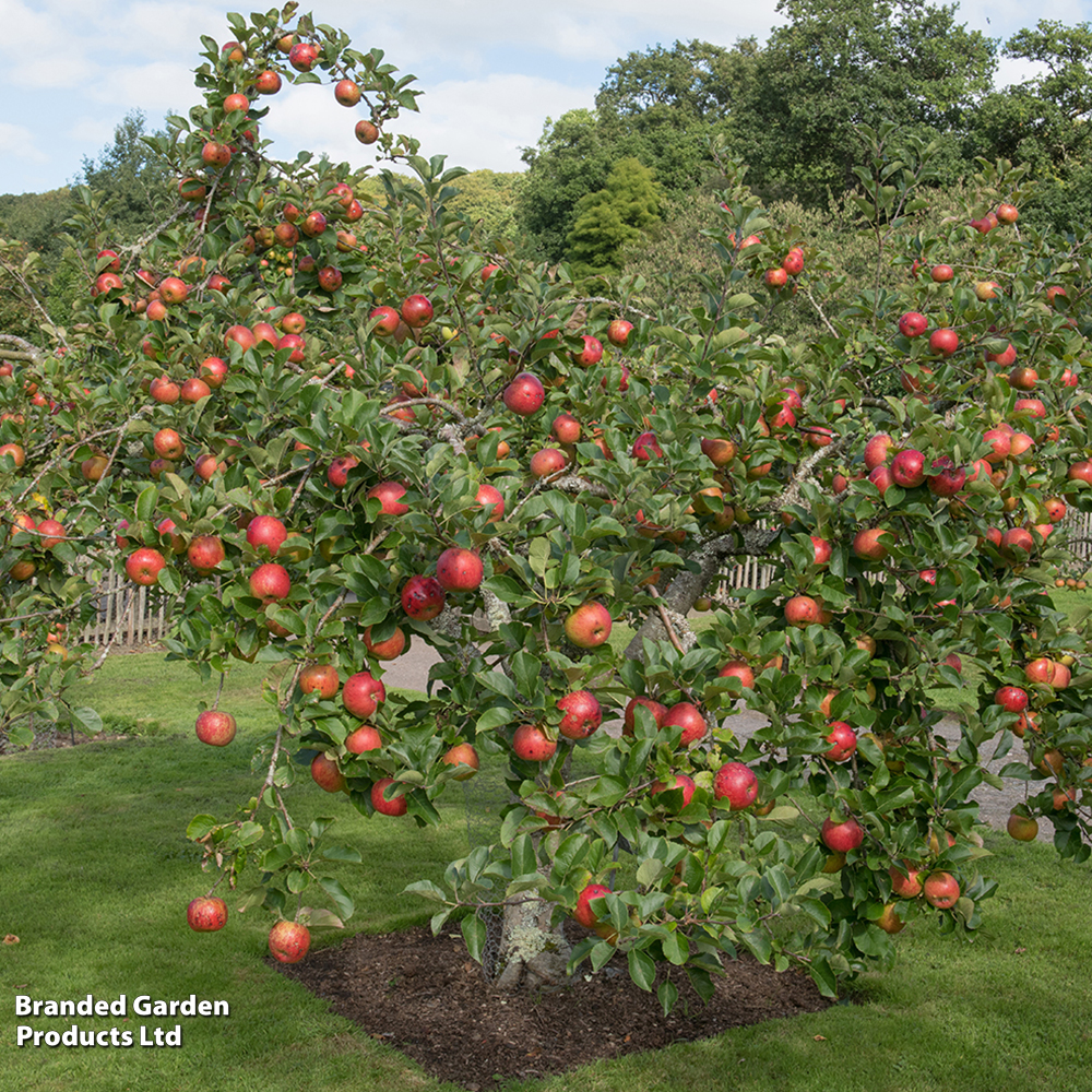 Apple 'Lord Lambourne' image