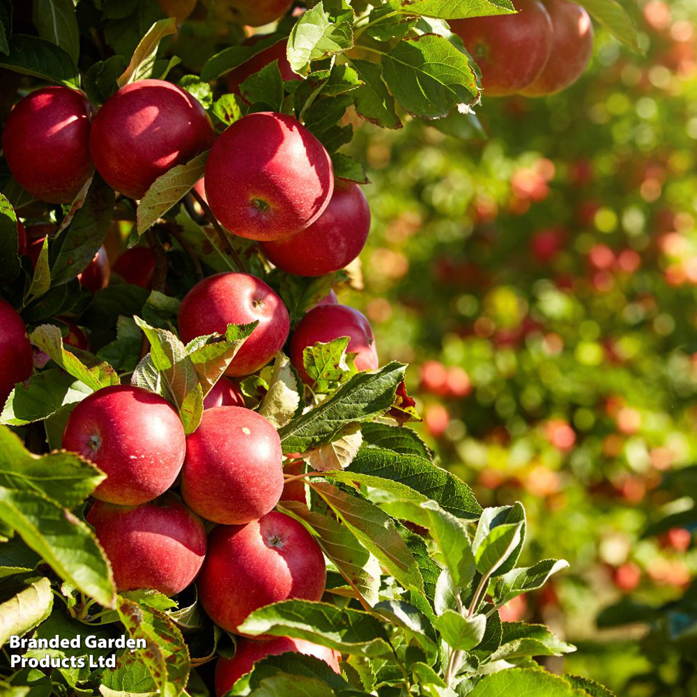 Apple 'Paradice Gold' image