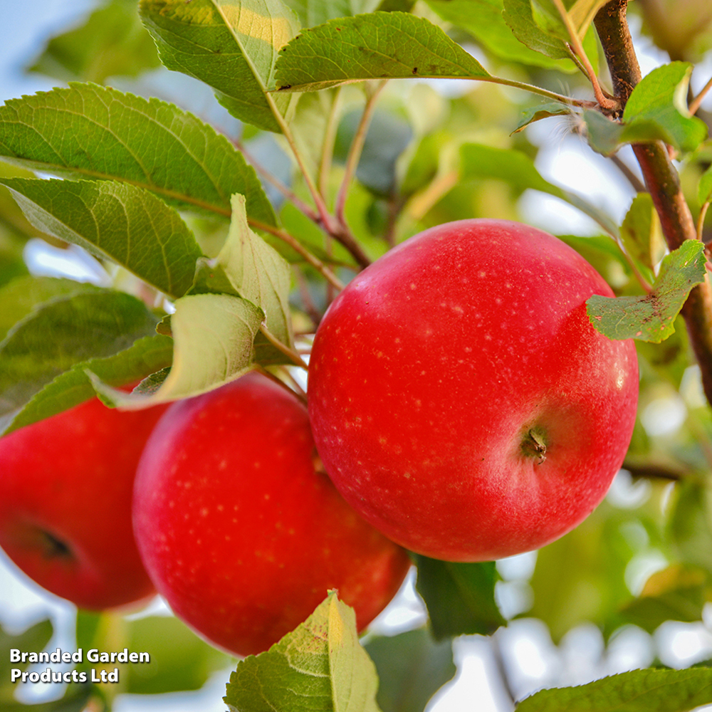 Apple 'Worcester Pearmain' image