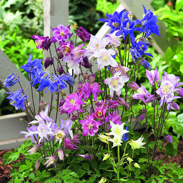 Aquilegia caerulea 'Biedermeier' image