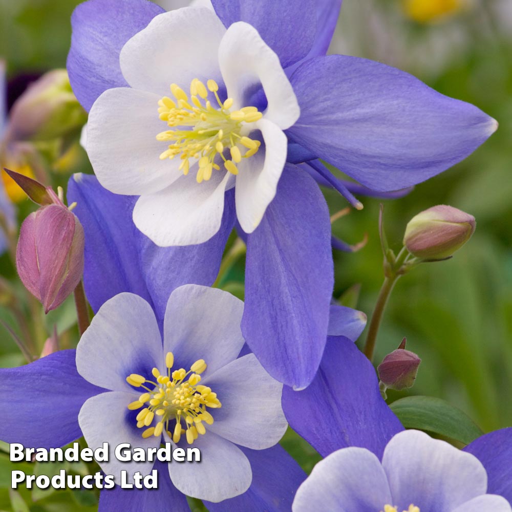 Aquilegia 'Dragonfly' image