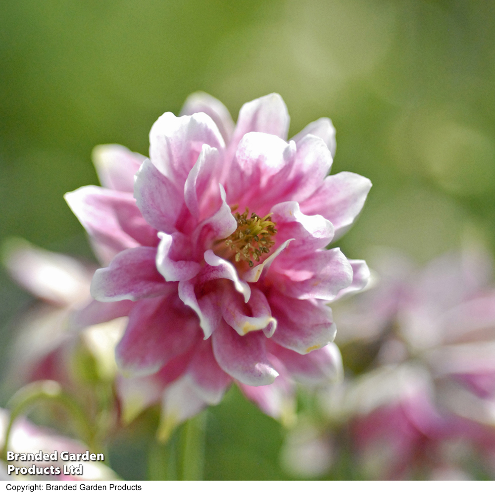 Aquilegia vulgaris var. stellata 'Nora Barlow' image