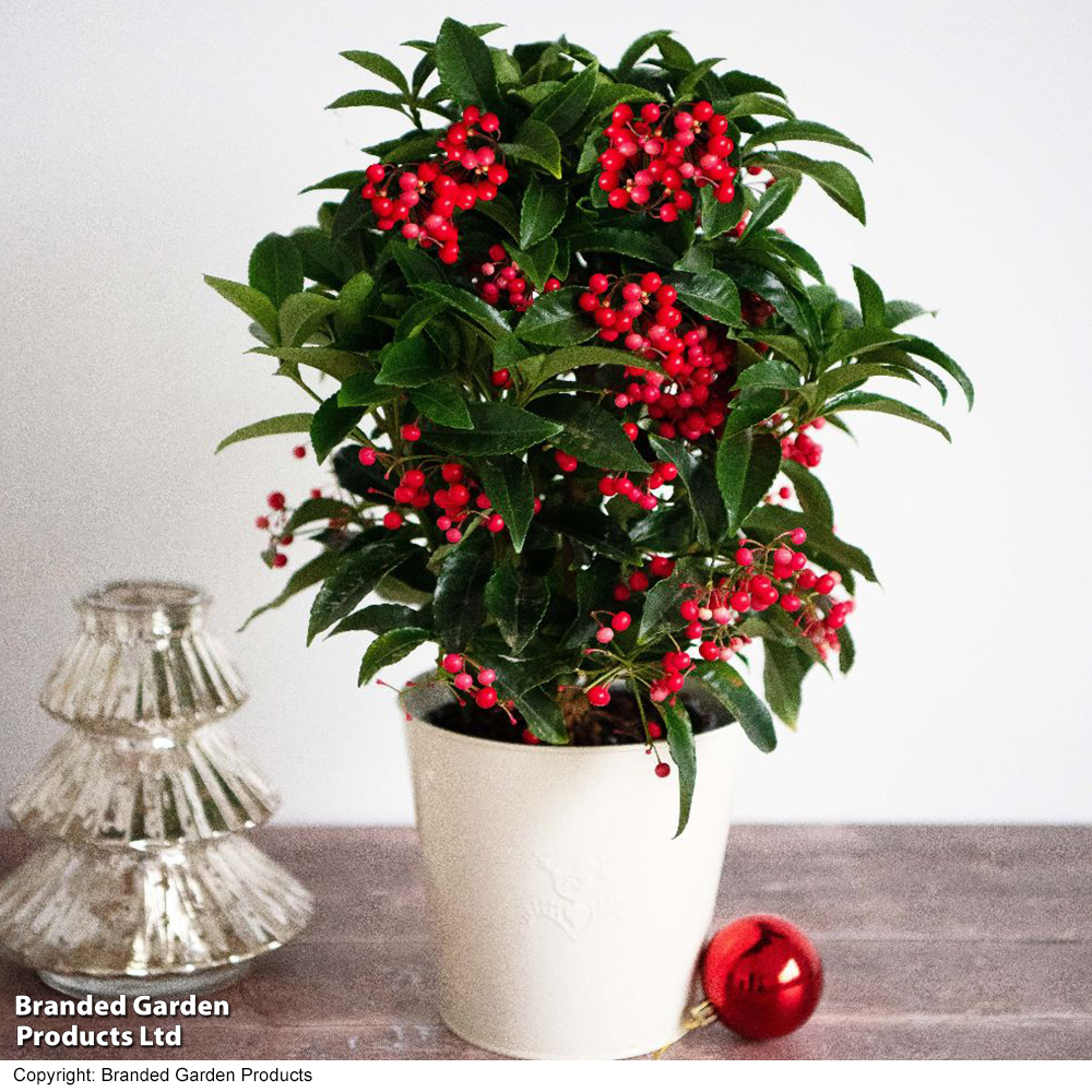 Ardisia crenata 'Queen Star' - Gift image