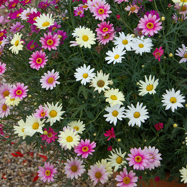 Argyranthemum Aramis Collection image